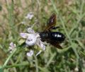 Andrena morio